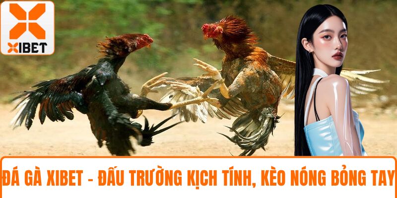 Đá Gà XIBET - Đấu Trường Kịch Tính, Kèo Nóng Bỏng Tay 2 Đá gà XIBET