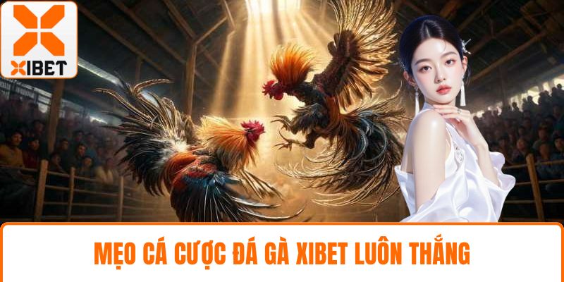Đá Gà XIBET - Đấu Trường Kịch Tính, Kèo Nóng Bỏng Tay 5 Mẹo cá cược đá gà XIBET luôn thắng