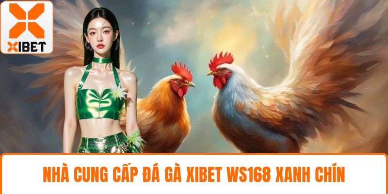 Đá Gà XIBET - Đấu Trường Kịch Tính, Kèo Nóng Bỏng Tay 3 Nhà cung cấp đá gà XIBET WS168 xanh chín