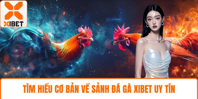 Đá Gà XIBET - Đấu Trường Kịch Tính, Kèo Nóng Bỏng Tay 2 Tìm hiểu cơ bản về sảnh đá gà XIBET uy tín